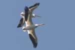 American White Pelicans