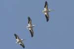 American White Pelicans