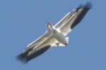 American White Pelicans