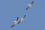 American White Pelicans