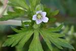 Wild Geranium