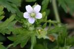 Wild Geranium