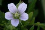 Wild Geranium