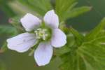 Wild Geranium