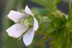 Wild Geranium