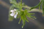 Wild Geranium