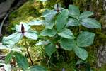 Toadshade / Red Trillium