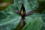 Toadshade / Red Trillium