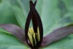 Toadshade / Red Trillium