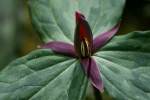 Toadshade / Red Trillium