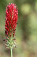 Crimson Clover