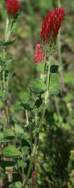 Crimson Clover