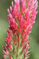 Crimson Clover