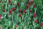 Crimson Clover