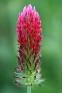 Crimson Clover