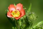 Bristly Mallow - Carolina Modiola