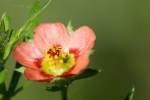 Bristly Mallow - Carolina Modiola