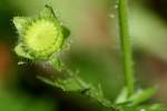 Bristly Mallow - Carolina Modiola