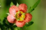 Bristly Mallow - Carolina Modiola