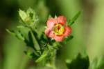 Bristly Mallow - Carolina Modiola