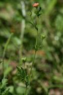 Bristly Mallow - Carolina Modiola