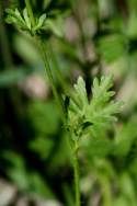 Bristly Mallow - Carolina Modiola