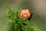 Bristly Mallow - Carolina Modiola