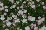 Showy Evening Primrose