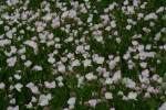 Showy Evening Primrose