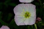 Showy Evening Primrose