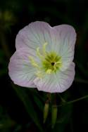 Showy Evening Primrose