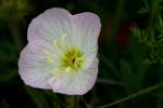 Showy Evening Primrose