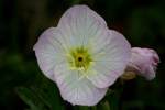 Showy Evening Primrose