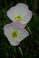 Showy Evening Primrose