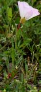 Showy Evening Primrose