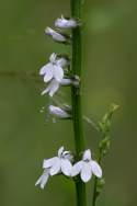 Great Lobelia