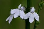 Great Lobelia