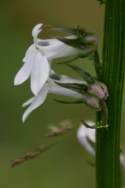 Great Lobelia