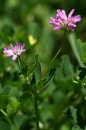 Persian Clover