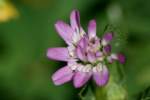 Persian Clover