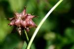 Persian Clover