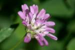 Persian Clover