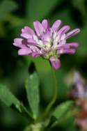 Persian Clover