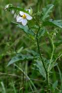 Horse Nettle / Bull Nettle