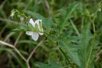 Horse Nettle / Bull Nettle