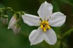 Horse Nettle / Bull Nettle