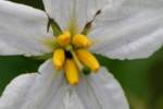 Horse Nettle / Bull Nettle