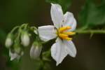 Horse Nettle / Bull Nettle