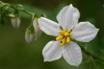 Horse Nettle / Bull Nettle