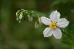 Horse Nettle / Bull Nettle